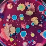 Logran un cóctel bacteriano para restaurar suelos contaminados por plásticos