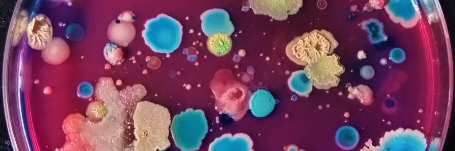 Logran un cóctel bacteriano para restaurar suelos contaminados por plásticos