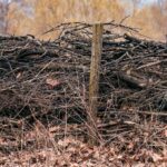 El hidrógeno a partir de biomasa puede reducir considerablemente las emisiones de carbono