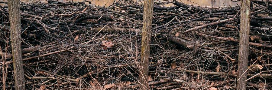 El hidrógeno a partir de biomasa puede reducir considerablemente las emisiones de carbono