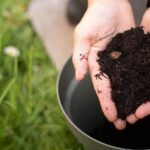 El tiempo de almacenamiento del alperujo influye en el rendimiento del compost final