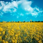 Los biocombustibles emiten más CO₂ que los combustibles fósiles, advierte un nuevo informe