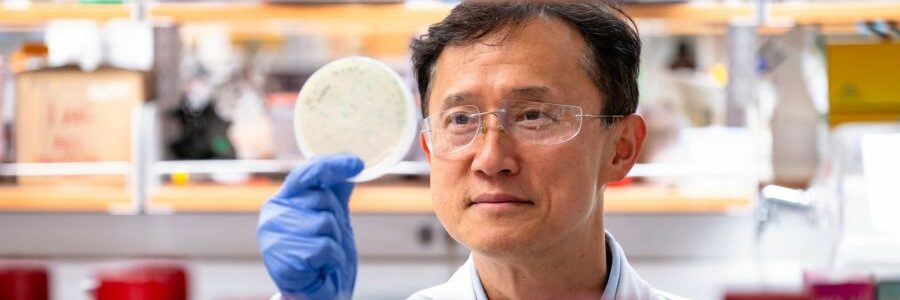 Utilizan virus genéticamente modificados para extraer tierras raras