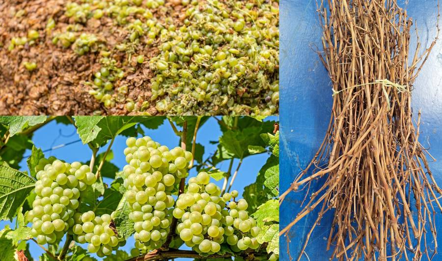 Proyecto para la valorización de biomasa residual