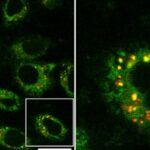 Un investigación demuestra el potencial de los nanoplásticos como disruptores endocrinos