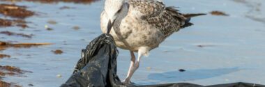 Aves y tortugas marinas están altamente expuestas a plásticos letales