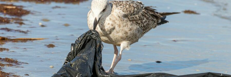 Aves y tortugas marinas están altamente expuestas a plásticos letales