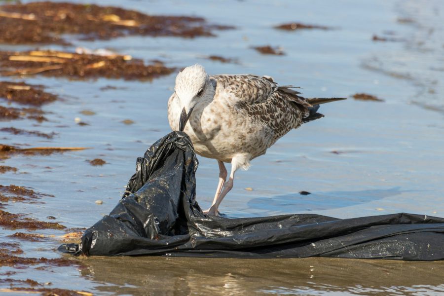 Aves y tortugas, víctimas de los plásticos en el mar