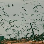 Cigüeñas y gaviotas transportan cientos de kilos de plásticos desde los vertederos a los humedales de Andalucía