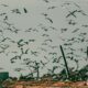 Cigüeñas y gaviotas transportan cientos de kilos de plásticos desde los vertederos a los humedales de Andalucía