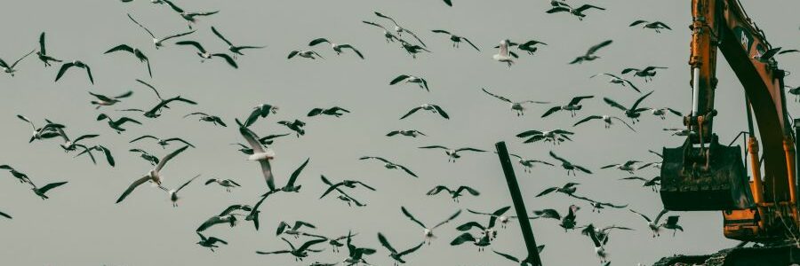 Cigüeñas y gaviotas transportan cientos de kilos de plásticos desde los vertederos a los humedales de Andalucía