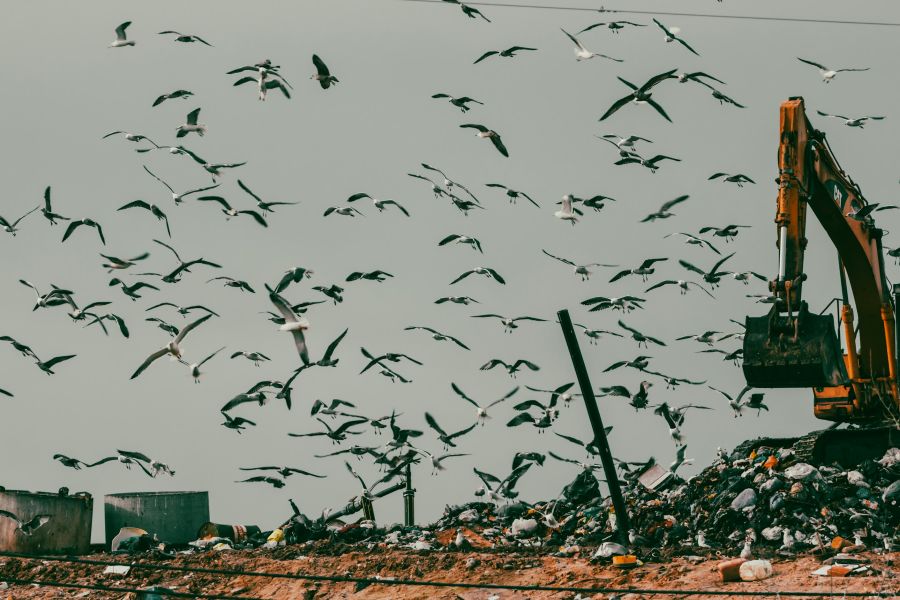 Gaviotas y cigüeñas transportan plásticos de los vertederos a los humedales