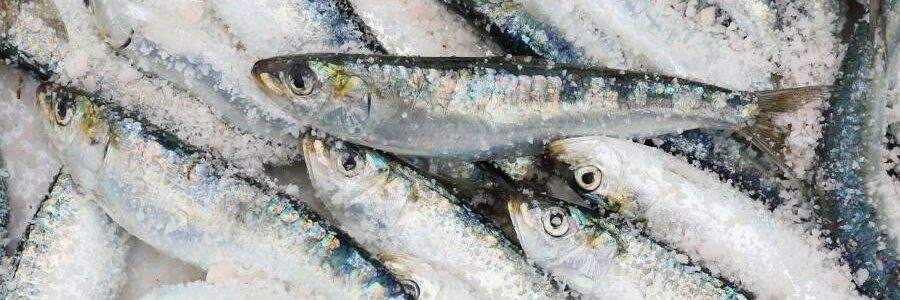 De residuos pesqueros a biofertilizantes: hacia una agricultura sostenible en Europa