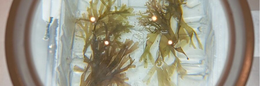El proyecto RUGUPLAS confirma el potencial de valorización de una alga invasora para producir bioplásticos