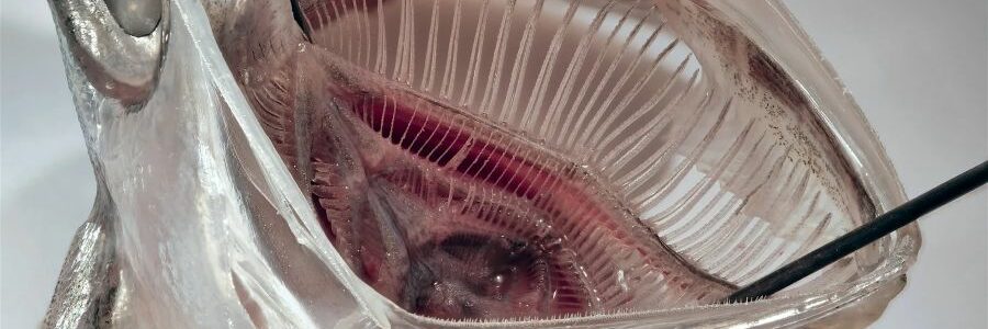 Desarrollan un filtro de microplásticos inspirado en los peces