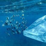 Bacterias golosas, sal y bambú: prometedoras soluciones al problema de los plásticos