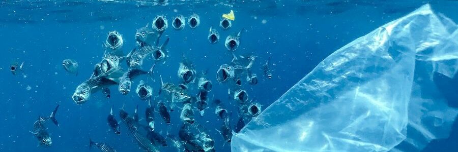 Bacterias golosas, sal y bambú: prometedoras soluciones al problema de los plásticos