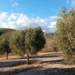 Transforman residuos de papel en una solución sostenible para recuperar suelos áridos