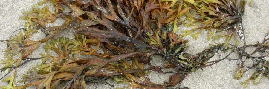 Desarrollan plásticos biodegradables para envases a partir de harinas y algas