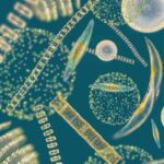 El proyecto MULTIPLY desarrolla una decena de productos basados en algas para distintos sectores industriales