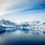 Detectan microplásticos en el único insecto nativo de la Antártida