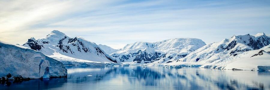 Detectan microplásticos en el único insecto nativo de la Antártida