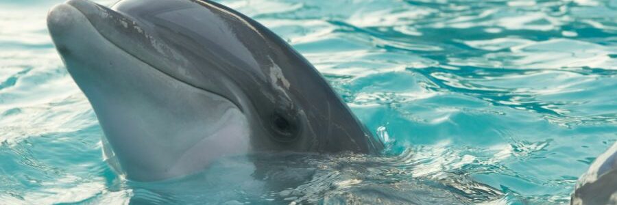 Encuentran sustancias químicas provenientes de residuos electrónicos en delfines y marsopas