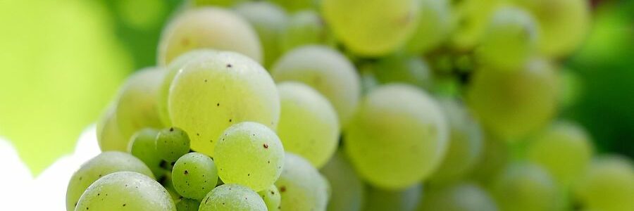 Revelan el potencial del orujo de uva como ingrediente funcional para mejorar la salud intestinal