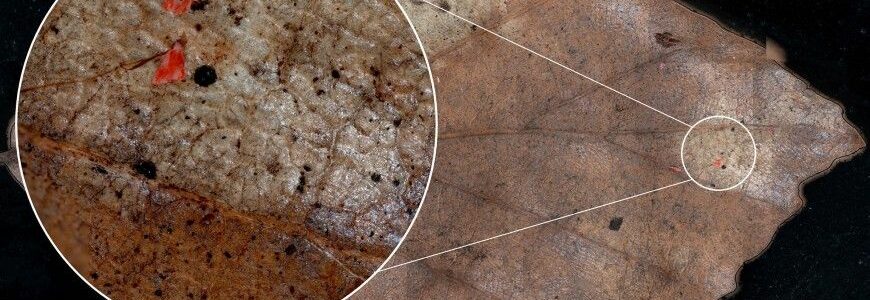 Los bosques, otra víctima de los microplásticos