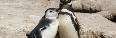 Detectan PFAS en la Patagonia mediante sensores pasivos instalados en pingüinos