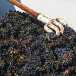 Cómo convertir los restos de uva en un filtro que limpia antibióticos del agua