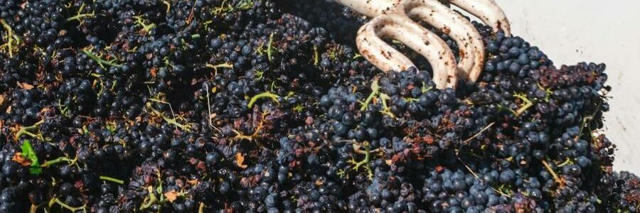 Cómo convertir los restos de uva en un filtro que limpia antibióticos del agua