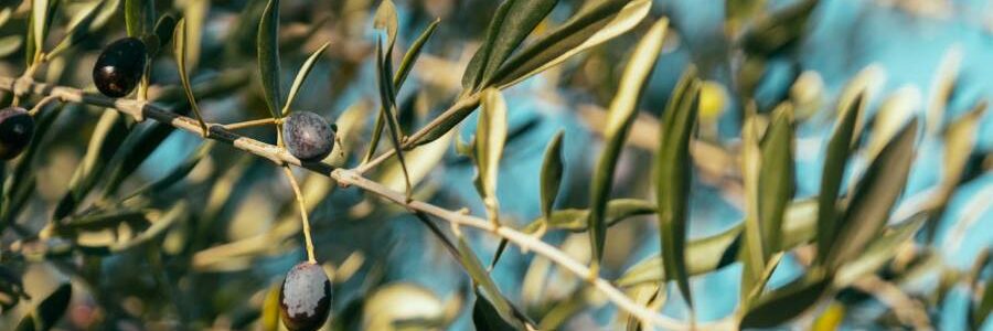 Los olivares guardan el secreto para fabricar envases biodegradables activos que mantienen frescos los alimentos