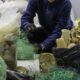 OCEANZYME investiga el reciclaje enzimático de basuras marinas