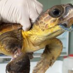 El 74% de las tortugas del Mediterráneo han comido plástico