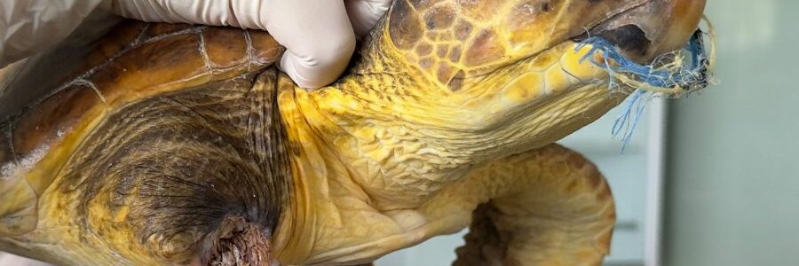 El 74% de las tortugas del Mediterráneo han comido plástico