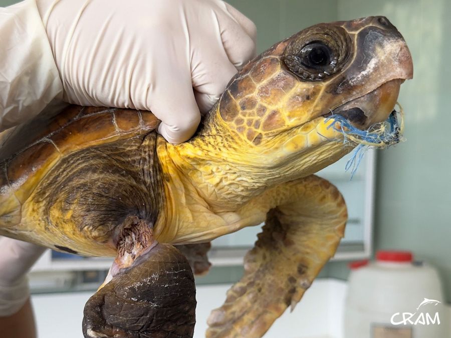Las tortugas del Mediterráneo comen plástico