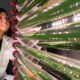 Proponen usar algas modificadas genéticamente para eliminar microplásticos de las aguas residuales
