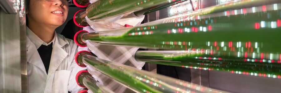 Proponen usar algas modificadas genéticamente para eliminar microplásticos de las aguas residuales