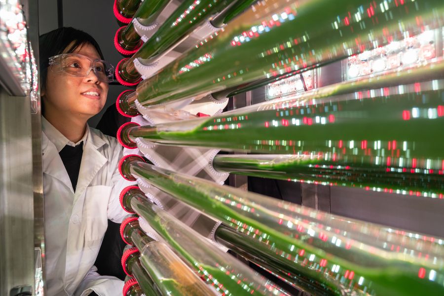 Algas genéticamente modificadas para eliminar microp´lasticos del agua