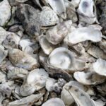 La sorprendente capacidad de las conchas de ostras y mejillones para atrapar tierras raras