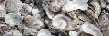 La sorprendente capacidad de las conchas de ostras y mejillones para atrapar tierras raras