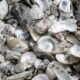 La sorprendente capacidad de las conchas de ostras y mejillones para atrapar tierras raras
