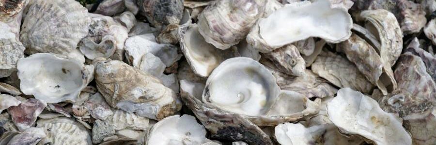 La sorprendente capacidad de las conchas de ostras y mejillones para atrapar tierras raras