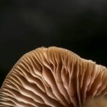 Un informe analiza distintos materiales regenerativos como alternativa a los plásticos
