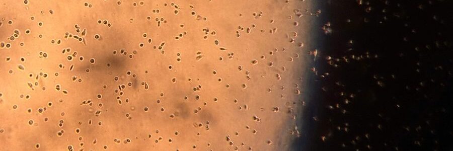 Investigadores trabajan en el primer estándar para evaluar los riesgos de los nanoplásticos presentes en el aire
