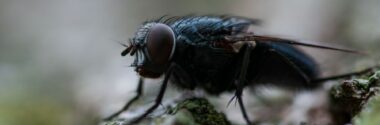 Asturias impulsa la implantación en la región de Entomonorte, pionera en bioconversión de residuos con insectos