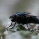 Asturias impulsa la implantación en la región de Entomonorte, pionera en bioconversión de residuos con insectos