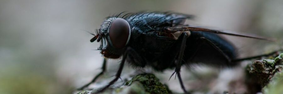 Asturias impulsa la implantación en la región de Entomonorte, pionera en bioconversión de residuos con insectos