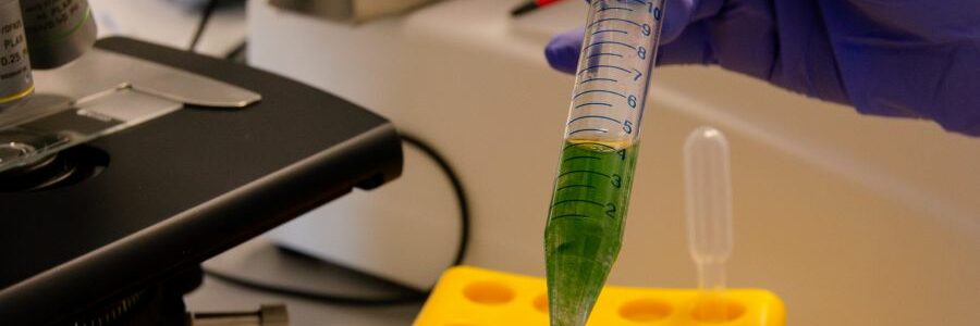 Obtienen biomasa ‘a la carta’ de microalgas que depuran aguas residuales